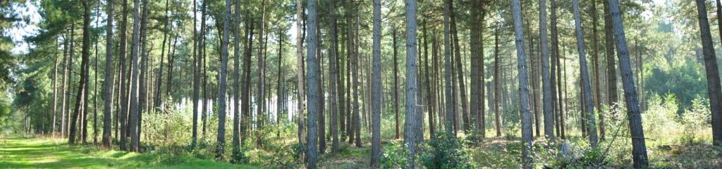Ekstergoor / Eksterheide
