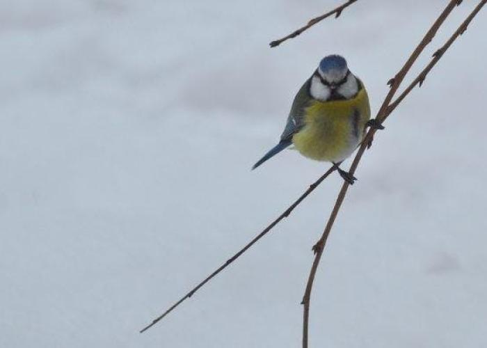 Tussen gras en glas: Wintervogels © NP Markvallei