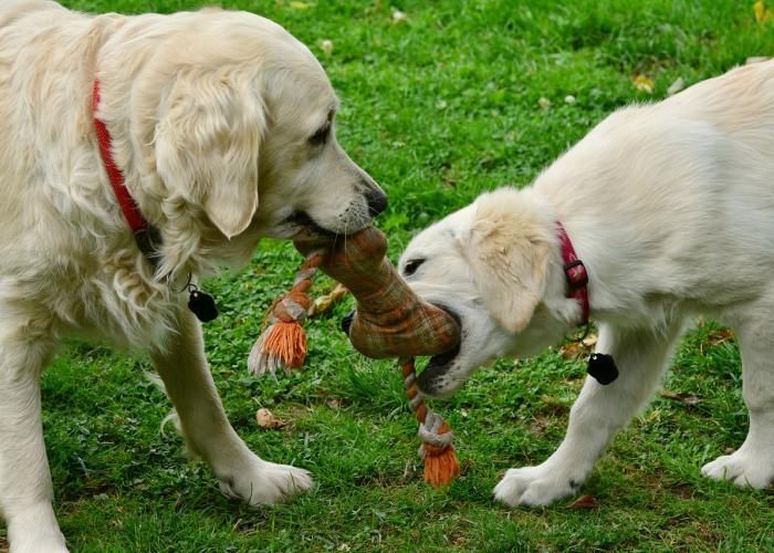 Hondenlosloopzones in Rijkevorsel
