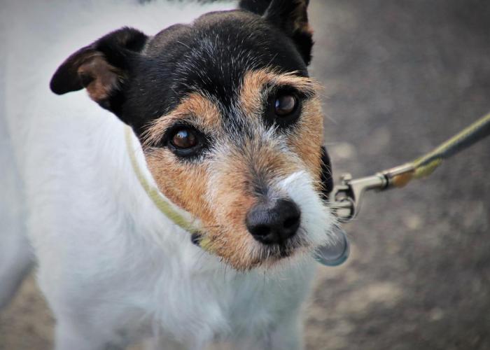 Jouw hond, jouw verantwoordelijkheid