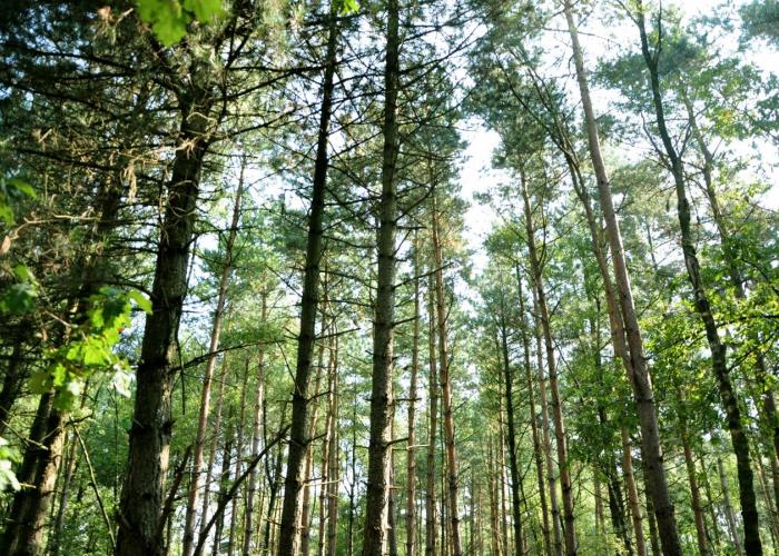 Hou rekening met deze afspraken in het Gemeentebos