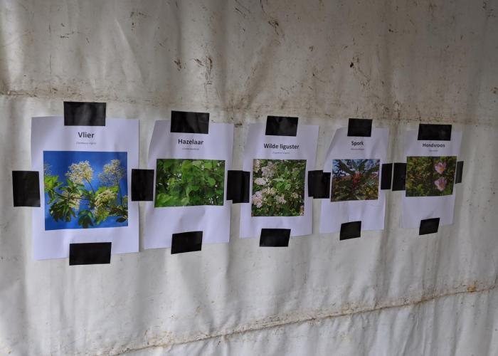 Leerlingen van Het Kompas planten houtkant aan