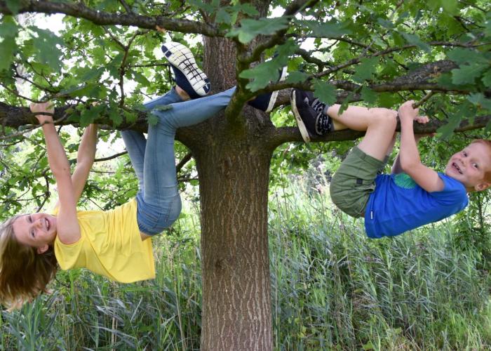 Rijkevorsel kleurt groener door acties 1.001 bomen en Behaag onze Kempen