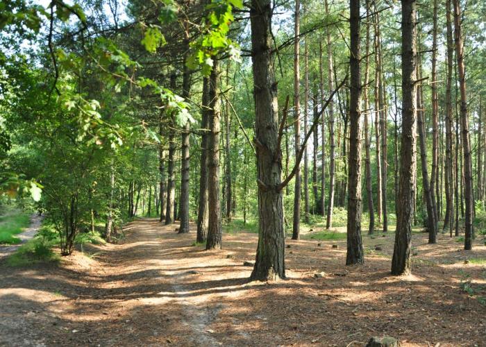 ANB start met houtoogst in Kievitsheide