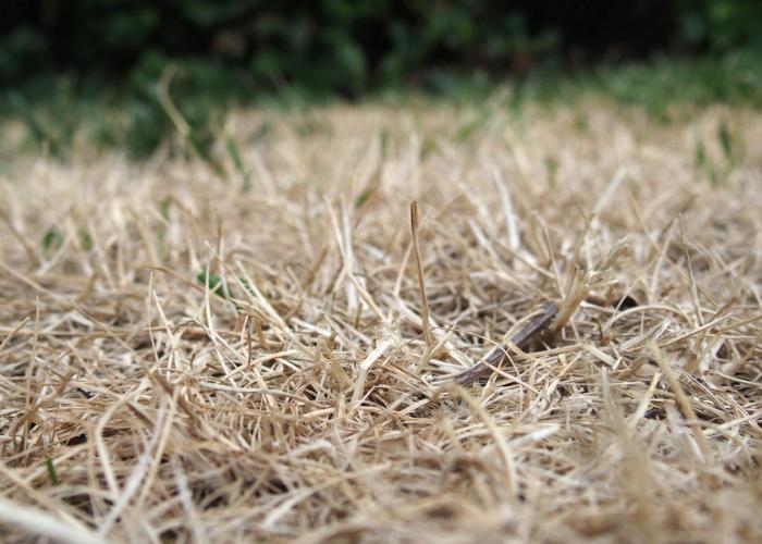 Droogte in de Kempen