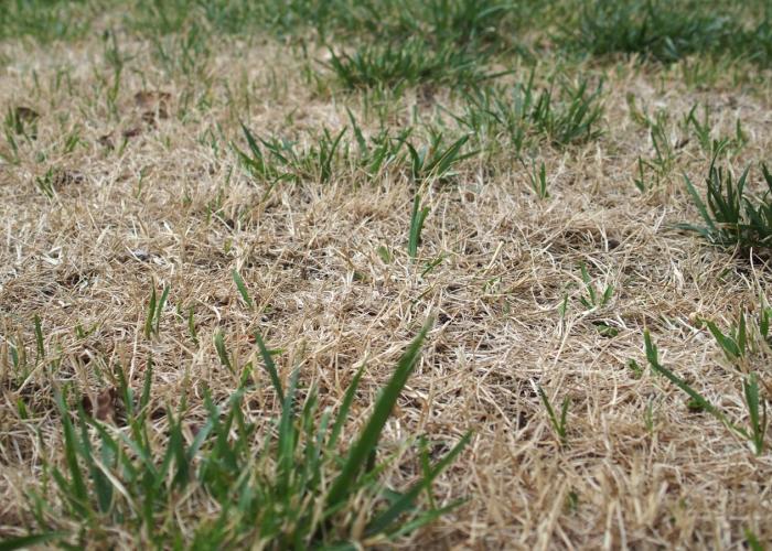 Droogte in de Kempen