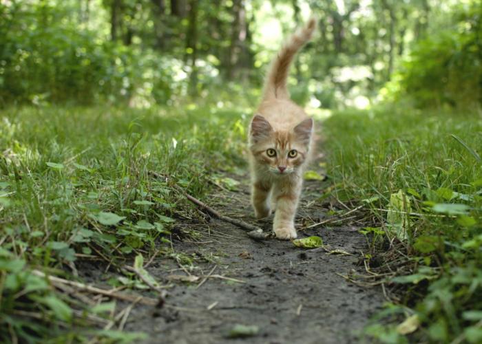 Zwerfkatten