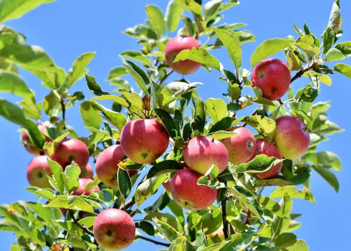 Rijkevorsel kleurt groener door acties 1.001 bomen en Behaag onze Kempen