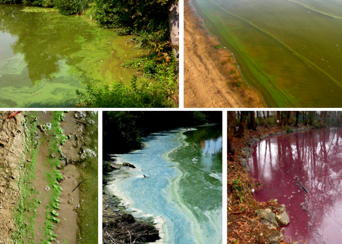 Blauwalgen in het kanaal Dessel-Turnhout-Schoten en vijver Gemeentebos