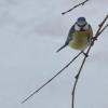 Tussen gras en glas: Wintervogels © NP Markvallei